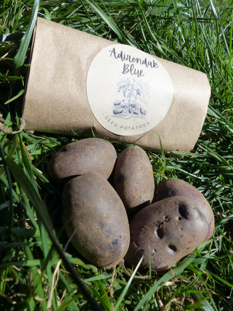 Adirondack Blue Seed Potatoes | Organically Grown | Easy to Grow