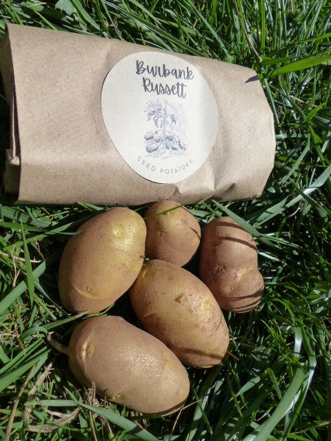 Burbank Russet Seed Potatoes | Organically Grown | Easy to Grow