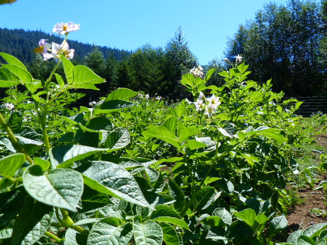 Burbank Russet Seed Potatoes | Organically Grown | Easy to Grow