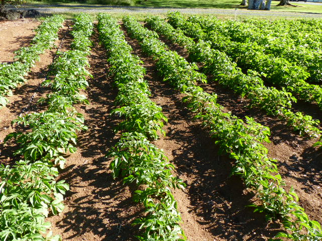 Burbank Russet Seed Potatoes | Organically Grown | Easy to Grow