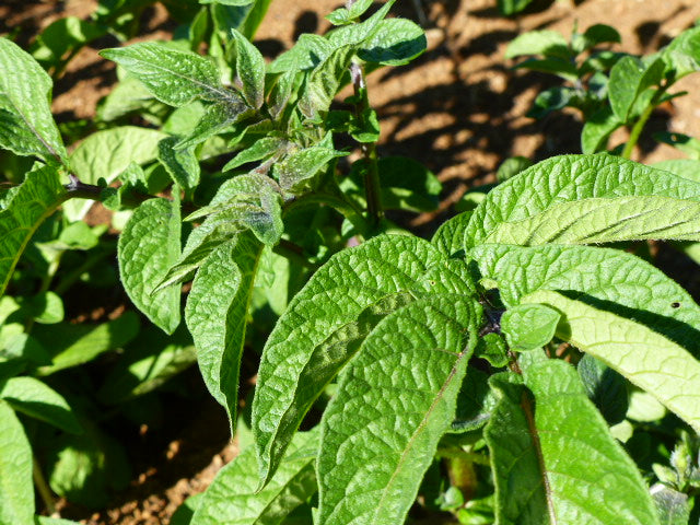 Adirondack Blue Seed Potatoes | Organically Grown | Sprouted Chitted Ready to Grow Now