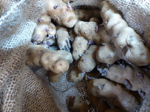 Ozette-Makah Potatoes | Organically Grown | Sprouted Chitted Ready to Grow Now!