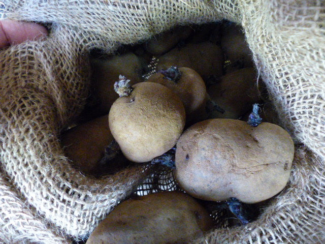 Adirondack Blue Seed Potatoes | Organically Grown | Sprouted Chitted Ready to Grow Now