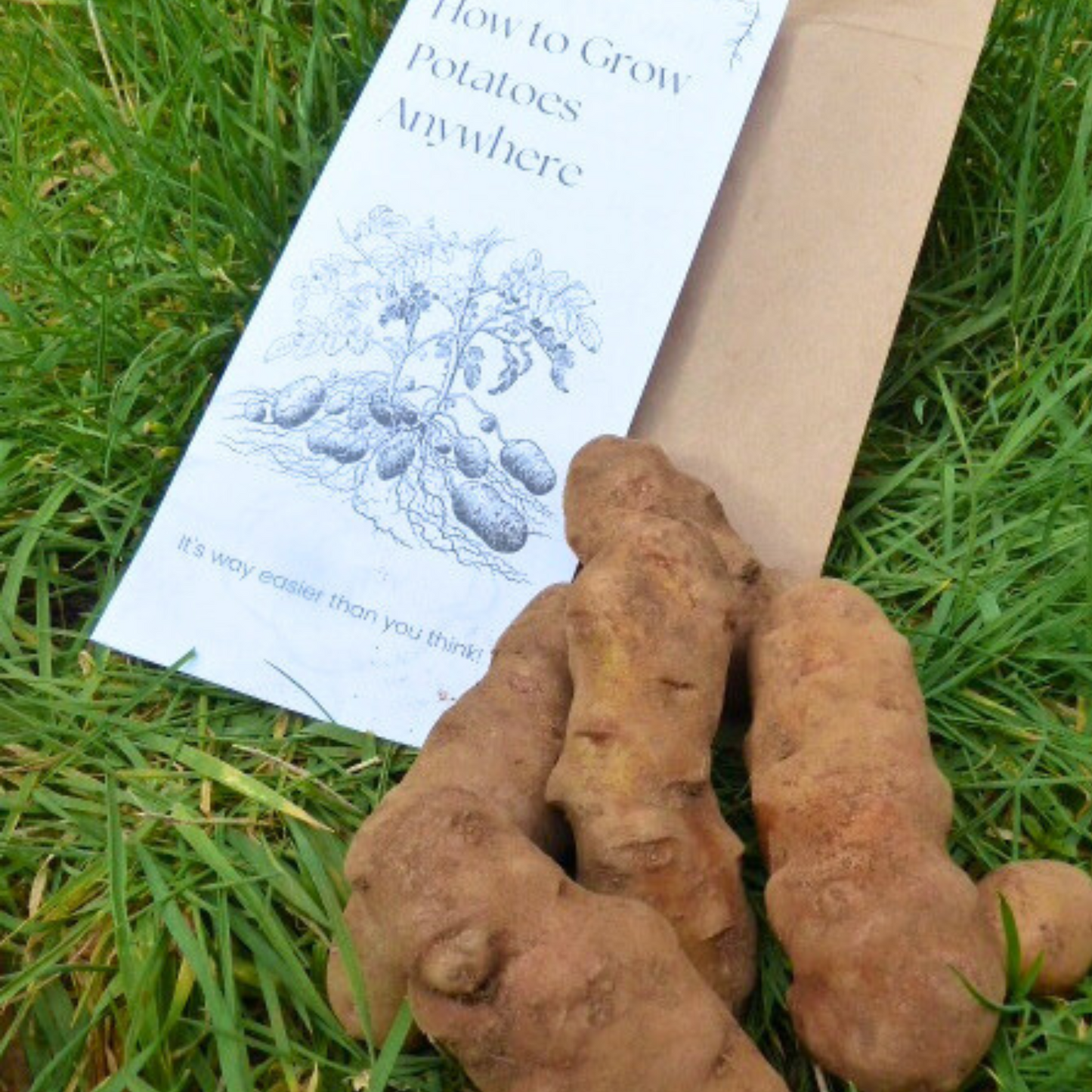 Ozette-Makah Potatoes | Organically Grown | Sprouted Chitted Ready to Grow Now!