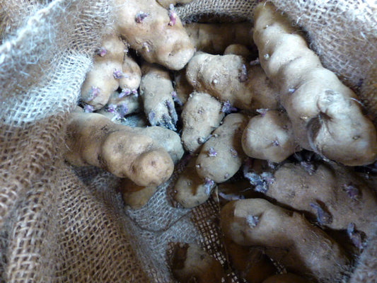Ozette-Makah Potatoes | Organically Grown | Sprouted Chitted Ready to Grow Now!